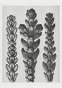 Karl Blossfeldt Plant Photogravure Nr. 37 – Kunstdruck Schwarz-Weiß