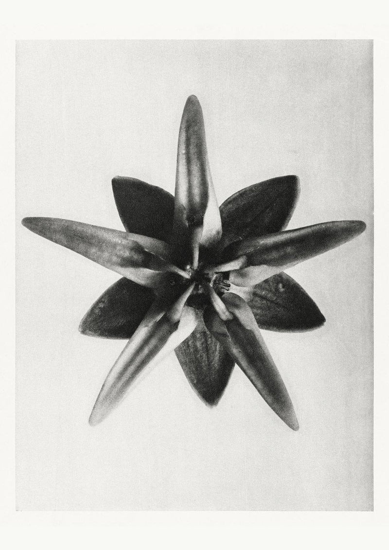 Karl Blossfeldt Plant Photogravure Nr 40 – Fine Art Print Botanik Schwarz-Weiß — Patroa Studio