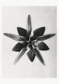 Karl Blossfeldt Plant Photogravure Nr 40 – Fine Art Print Botanik Schwarz-Weiß — Ansicht 1