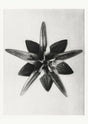 Karl Blossfeldt Plant Photogravure Nr 40 – Fine Art Print Botanik Schwarz-Weiß