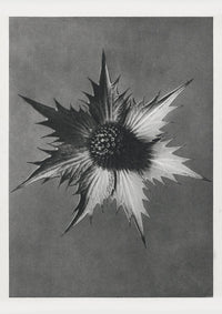 Karl Blossfeldt Plant Photogravure Nr 41 — Kunstdruck Berlin — Ansicht 1