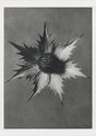 Karl Blossfeldt Plant Photogravure Nr 41 — Kunstdruck Berlin