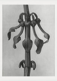 Karl Blossfeldt Plant Photogravure Nr 42 – Kunstdruck auf Feinstpapier — Ansicht 1