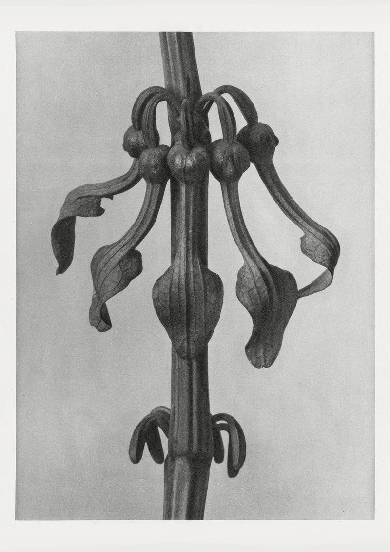 Karl Blossfeldt Plant Photogravure Nr 42 – Kunstdruck auf Feinstpapier — Patroa Studio