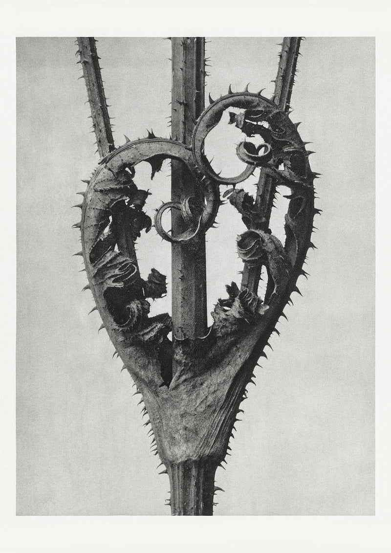 Karl Blossfeldt Plant Photogravure Nr 44 – Kunstdruck — Patroa Studio