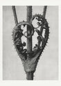Karl Blossfeldt Plant Photogravure Nr 44 – Kunstdruck