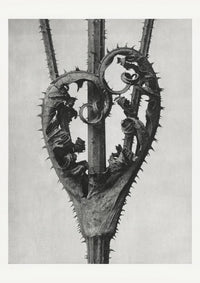 Karl Blossfeldt Plant Photogravure Nr 44 – Kunstdruck — Ansicht 1