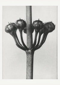 Karl Blossfeldt Plant Photogravure Nr 45 – Kunstdruck — Ansicht 1