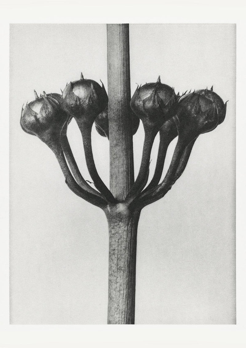 Karl Blossfeldt Plant Photogravure Nr 45 – Kunstdruck — Patroa Studio