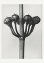 Karl Blossfeldt Plant Photogravure Nr 45 – Kunstdruck