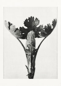 Karl Blossfeldt Plant Photogravure Nr 47 – Schwarzweiß Kunstdruck — Ansicht 1