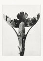 Karl Blossfeldt Plant Photogravure Nr 47 – Schwarzweiß Kunstdruck
