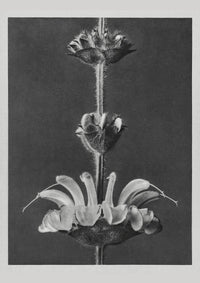 Karl Blossfeldt Plant Photogravure Nr 48 – Fotogravüre Kunstdruck — Ansicht 1