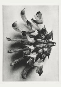 Karl Blossfeldt Plant Photogravure No. 49 – Art Print Black and White — Ansicht 1
