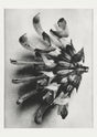 Karl Blossfeldt Plant Photogravure No. 49 – Art Print Black and White