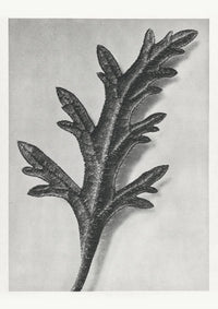 Karl Blossfeldt Plant Photogravure No 50 – Black and White Art Print — Ansicht 1