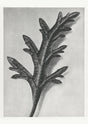 Karl Blossfeldt Plant Photogravure Nr 50 – Kunstdruck Schwarz-Weiß