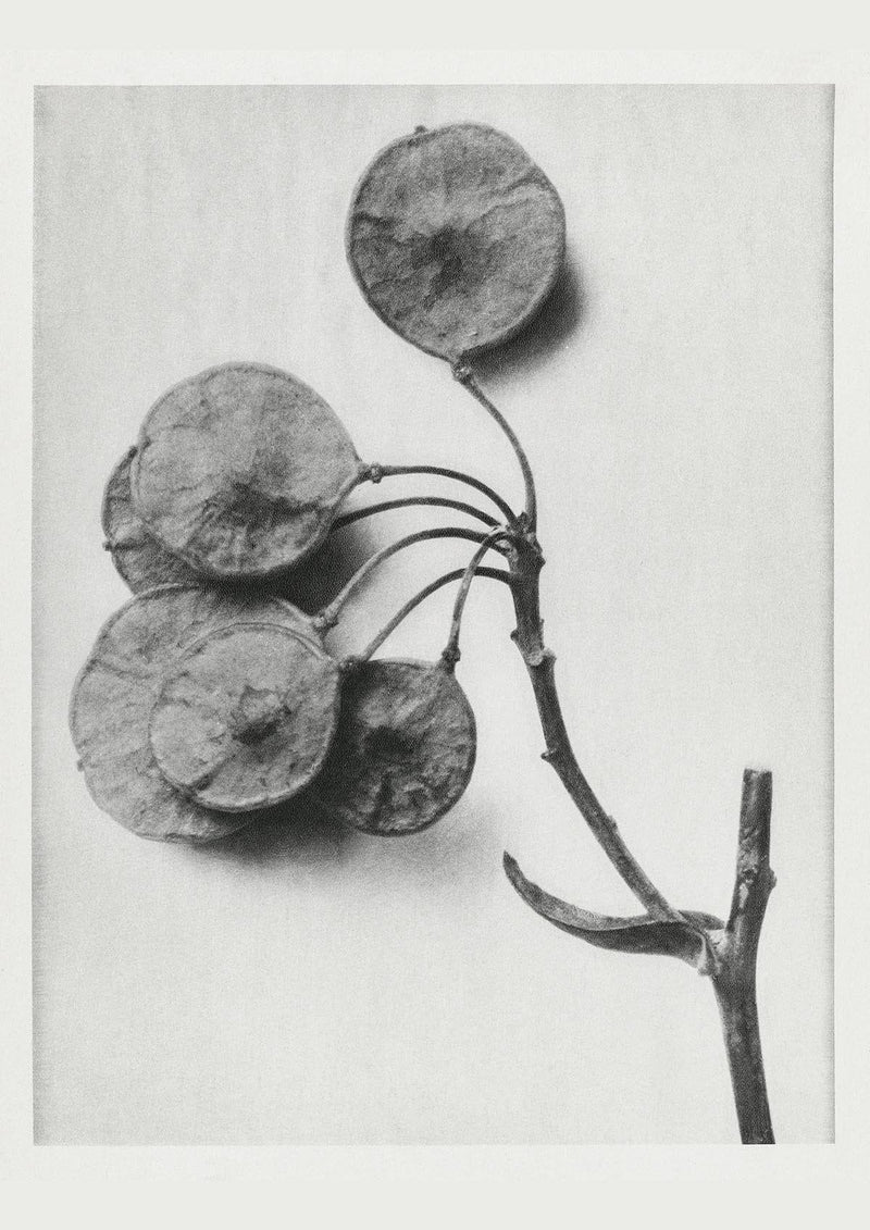 Karl Blossfeldt Plant Photogravure No. 51 – Art Print Sheet Black and White — Patroa Studio