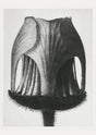 Karl Blossfeldt Plant Photogravure No. 52 – Art Print Berlin