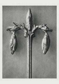 Karl Blossfeldt Plant Photogravure No. 54 – Black and White Art Print — Ansicht 1