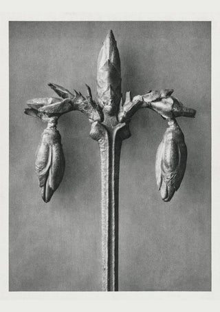 Karl Blossfeldt Plant Photogravure Nr 54