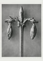 Karl Blossfeldt Plant Photogravure No. 54 – Black and White Art Print