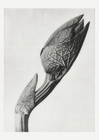 Karl Blossfeldt Plant Photogravure No 56 – Art Print Berlin Handicraft — Ansicht 1