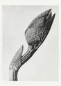 Karl Blossfeldt Plant Photogravure No 56 – Art Print Berlin Handicraft