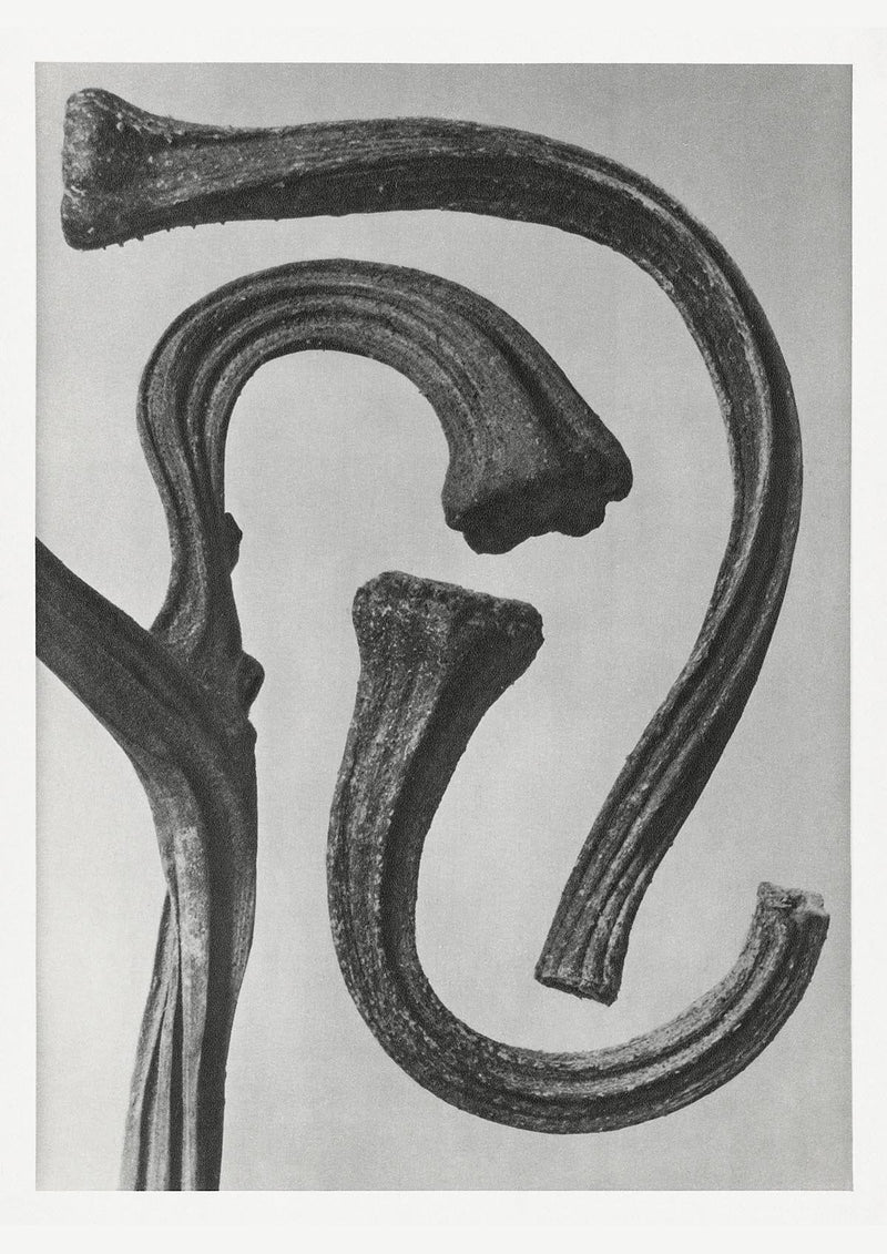 Karl Blossfeldt Plant Photogravure No. 57 – Art Print — Patroa Studio