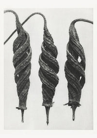 Karl Blossfeldt Plant Photogravure No. 58 – Art Print Berlin — Ansicht 1