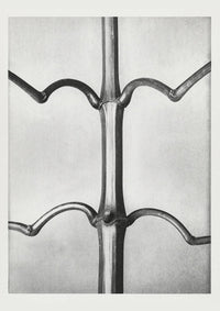 Karl Blossfeldt Plant Photogravure No. 59 – Black and White Art Print — Ansicht 1