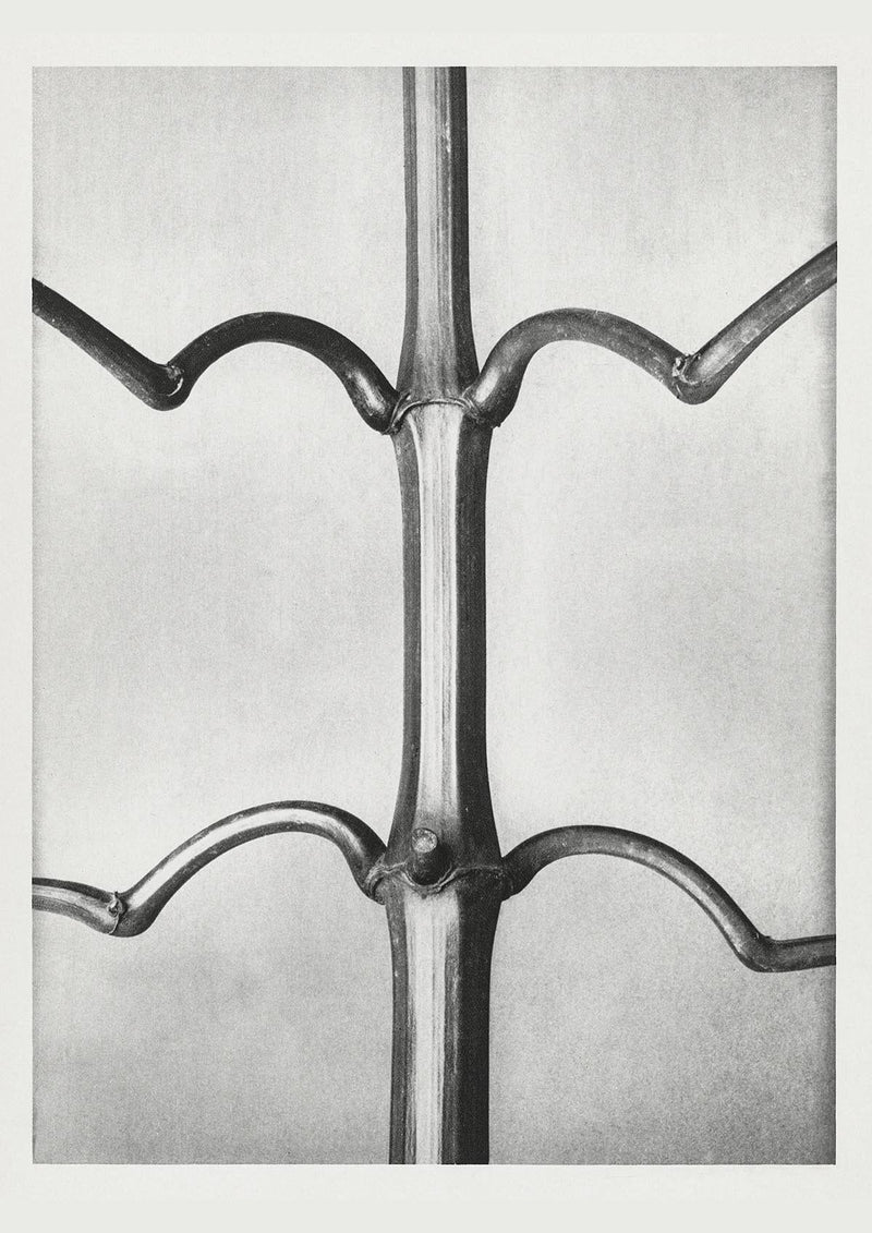 Karl Blossfeldt Plant Photogravure Nr 59 – Kunstdruck Schwarzweiß — Patroa Studio