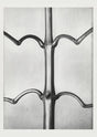 Karl Blossfeldt Plant Photogravure Nr 59 – Kunstdruck Schwarzweiß