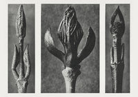 Karl Blossfeldt Plant Photogravure Nr 60 – Kunstdruck — Ansicht 1