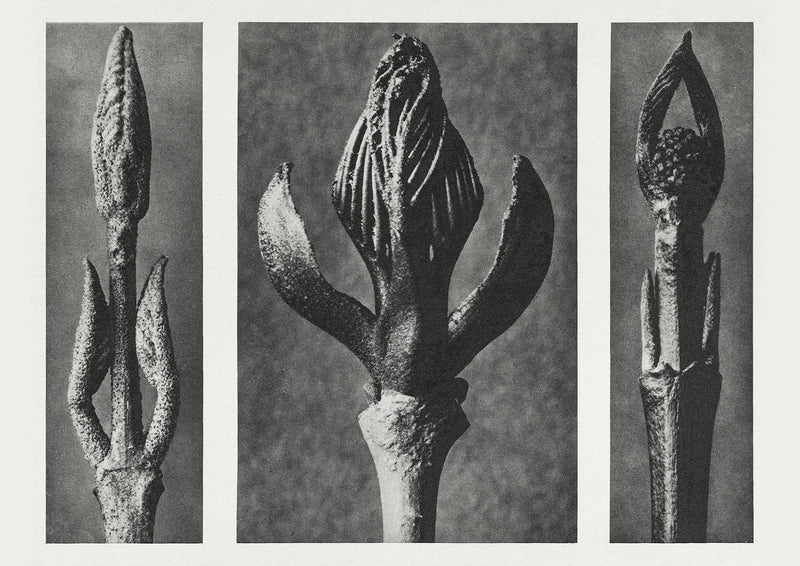Karl Blossfeldt Plant Photogravure Nr 60 – Kunstdruck — Patroa Studio