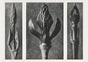 Karl Blossfeldt Plant Photogravure Nr 60 – Kunstdruck