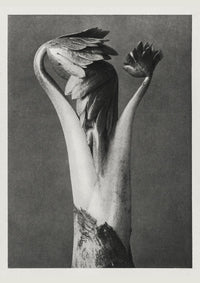 Karl Blossfeldt Plant Photogravure No. 63 – Art Print — Ansicht 1