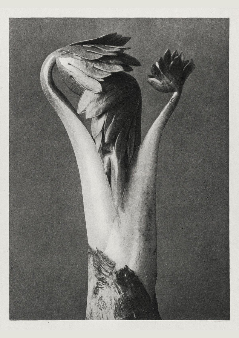 Karl Blossfeldt Plant Photogravure No. 63 – Art Print — Patroa Studio