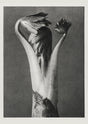 Karl Blossfeldt Plant Photogravure No. 63 – Art Print