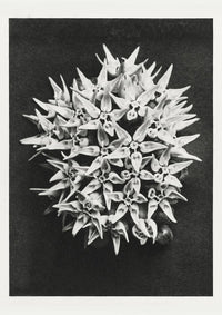 Karl Blossfeldt Plant Photogravure Nr 66 – Kunstdruck — Ansicht 1