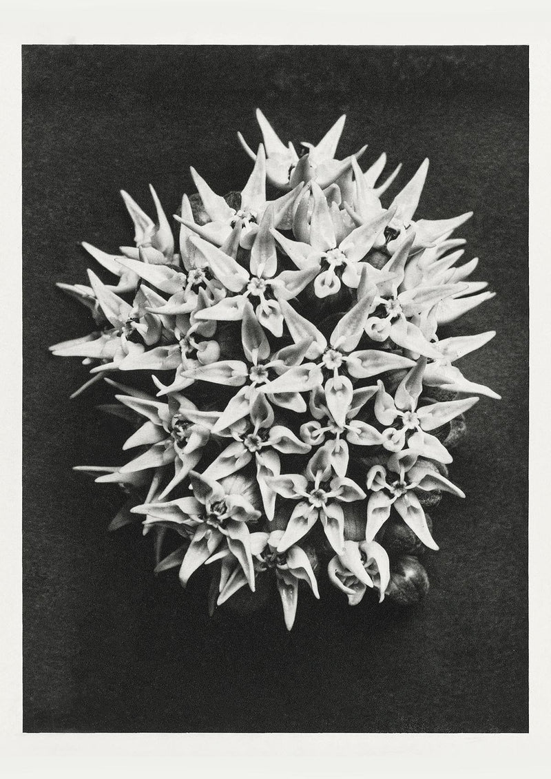 Karl Blossfeldt Plant Photogravure Nr 66 – Kunstdruck — Patroa Studio
