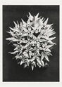 Karl Blossfeldt Plant Photogravure Nr 66 – Kunstdruck