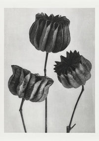 Karl Blossfeldt Plant Photogravure Nr 67 – Handgedruckt Berlin — Ansicht 1