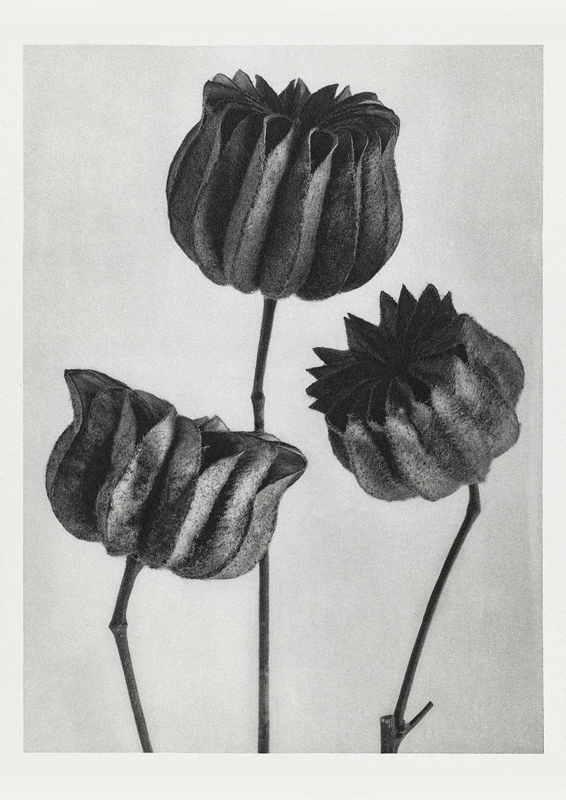 Karl Blossfeldt Plant Photogravure Nr 67 – Handgedruckt Berlin — Patroa Studio