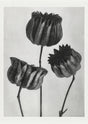 Karl Blossfeldt Plant Photogravure Nr 67 – Handgedruckt Berlin