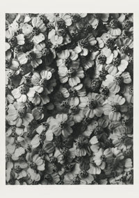 Karl Blossfeldt Plant Photogravure Nr. 68 – Kunstdruck — Ansicht 1