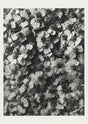 Karl Blossfeldt Plant Photogravure Nr. 68 – Kunstdruck