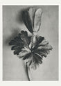 Karl Blossfeldt Plant Photogravure No. 70 Art Print Black and White
