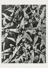 Karl Blossfeldt Plant Photogravure No. 71 – Art Print Leaf Macro — Ansicht 1