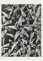 Karl Blossfeldt Plant Photogravure No. 71 – Art Print Leaf Macro